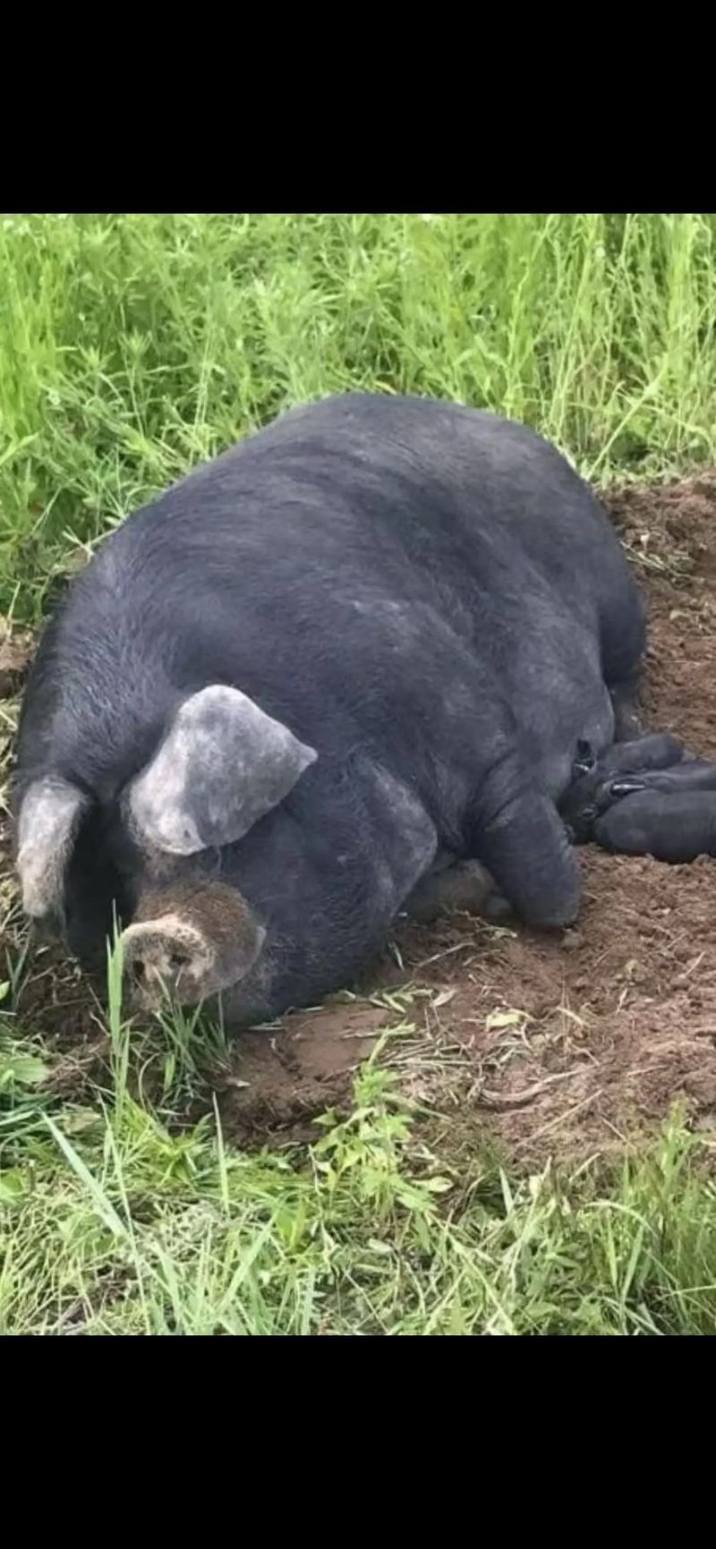 梦黑猪追我_梦见黑猪一直追你_梦见黑猪追自己