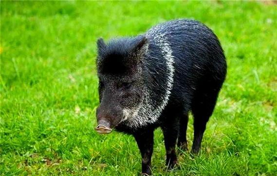 梦见黑猪一直追你_梦见黑猪追自己_梦黑猪追我