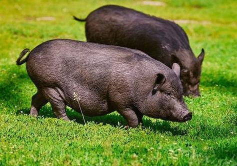 梦见黑猪一直追你_梦见黑猪追自己_梦见黑猪追赶