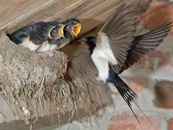 梦见大象追我_梦见燕子的吉凶_梦见燕子追你