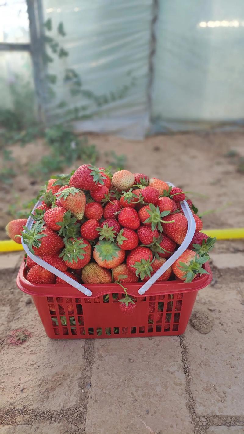 孕妇梦见摘草莓是什么意思_孕妇梦见摘草莓和大狗_商人梦见摘草莓预示