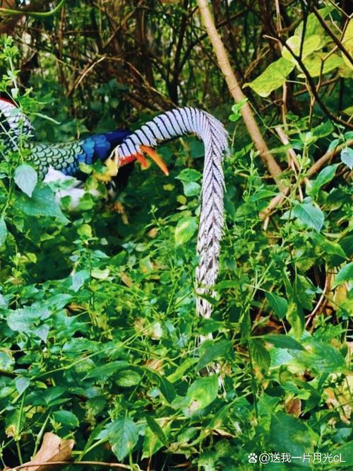 诡异:梦见凤凰和孔雀还有蛇