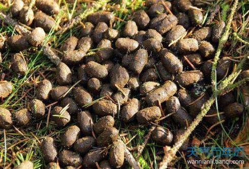 很神奇:孕妇梦见屎