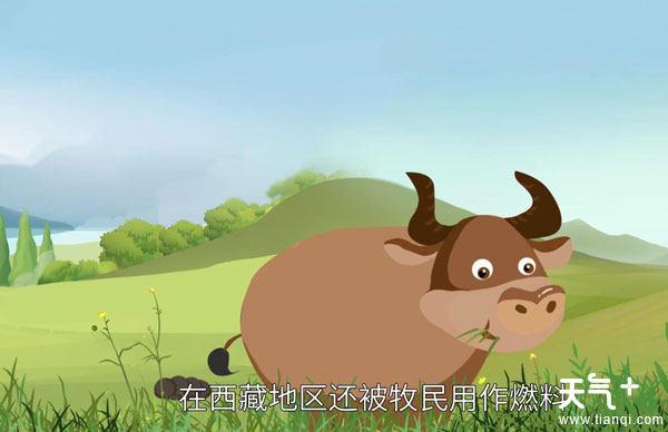 孕妇梦见牛粪_梦到牛粪象征金钱财富_梦到牛粪预示财富好运