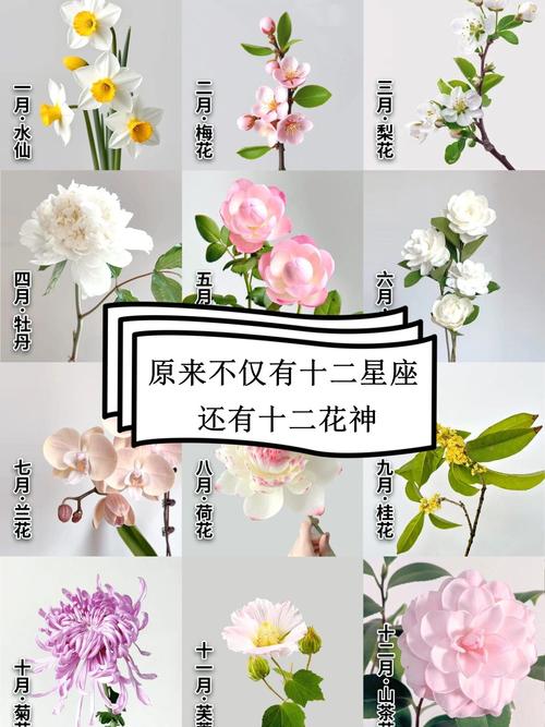 十二星座象征花_星座花精灵_星座代表的花花姑娘