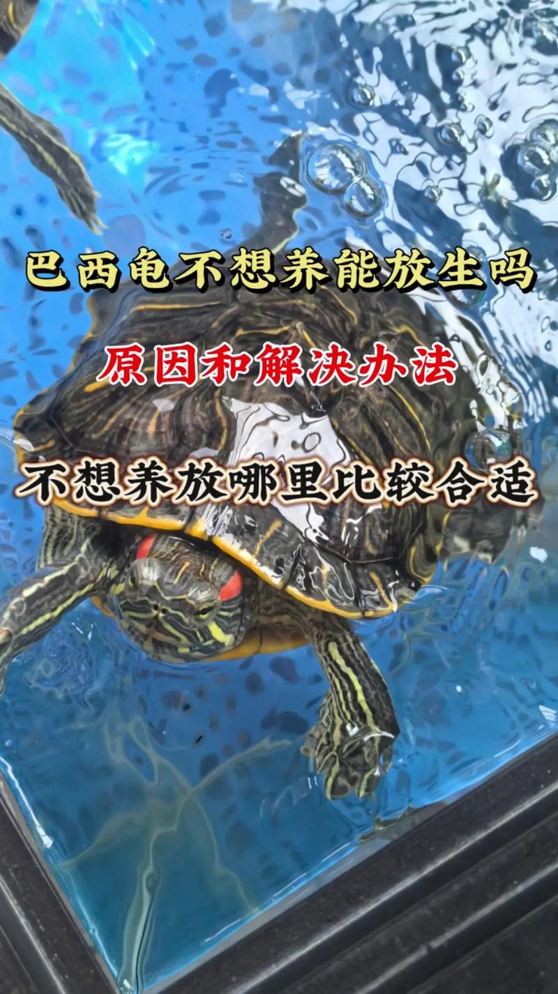 意外:家里养乌龟会影响运势吗，养乌龟对家里有影响吗