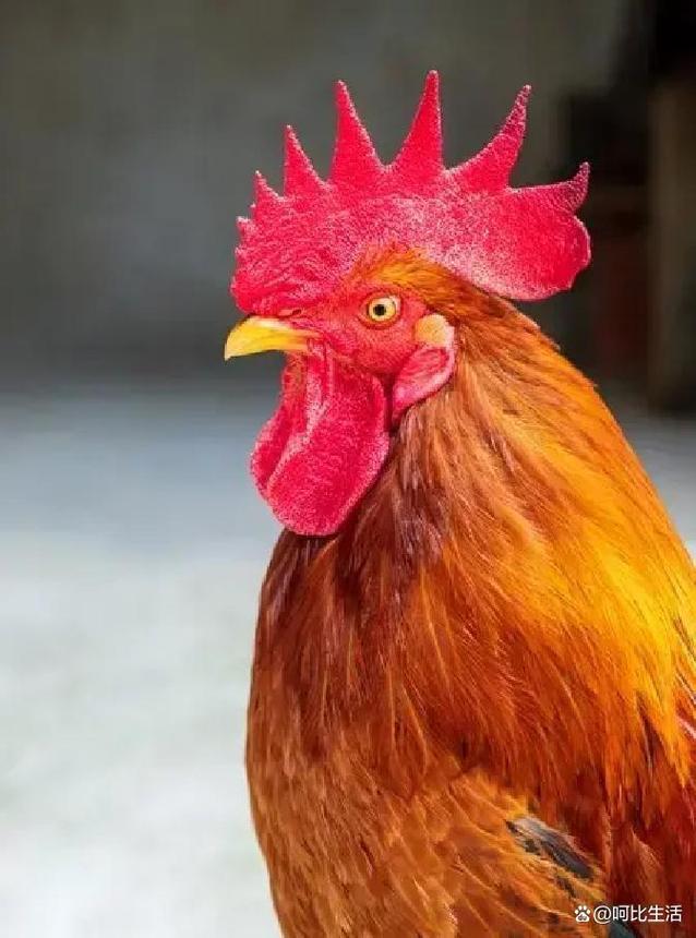 秘密:生肖鸡2026暖心预告！藏3年的神秘守护要揭晓，这些巧合全是心意