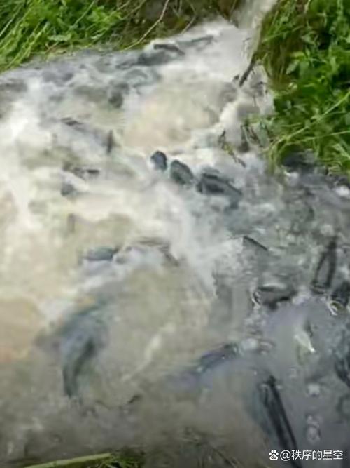 不得了:梦见鱼塘水干了看见鱼