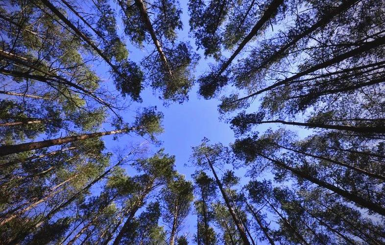 意外:梦见自己在树林里走预示什么