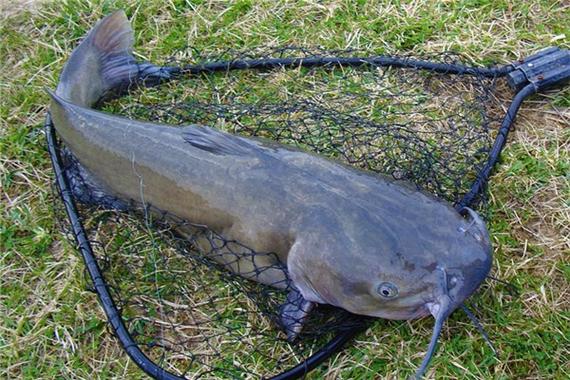 厉害:梦见鲶鱼追我是什么意思