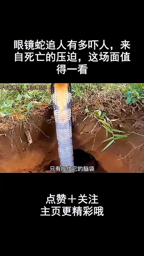 这是真的:梦见眼镜蛇追我