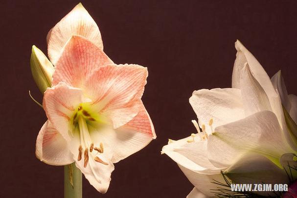 梦见同事死了是什么意思_梦见同事摔死了是怎么了_梦见同事突然死了