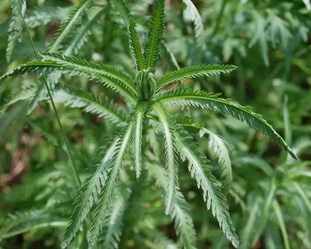 蓍草的药用价值_为什么用蓍草占卜_蓍草介绍