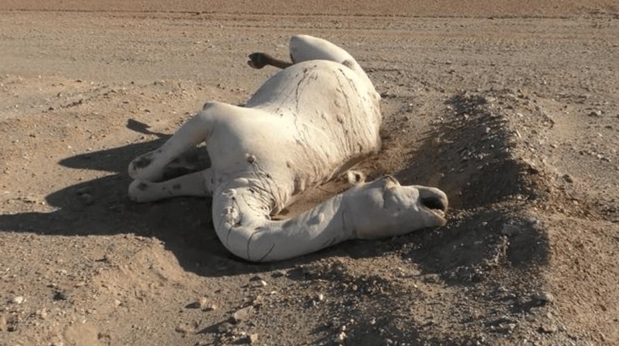 梦见白色的骆驼羚羊死了_周公解梦梦见白色的骆驼羚羊死了_梦见 豹子 羚羊