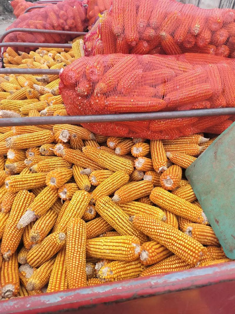 梦见一堆玉米棒是什么意思_周公解梦 梦见一堆蛇_梦见一堆玉米棒解梦