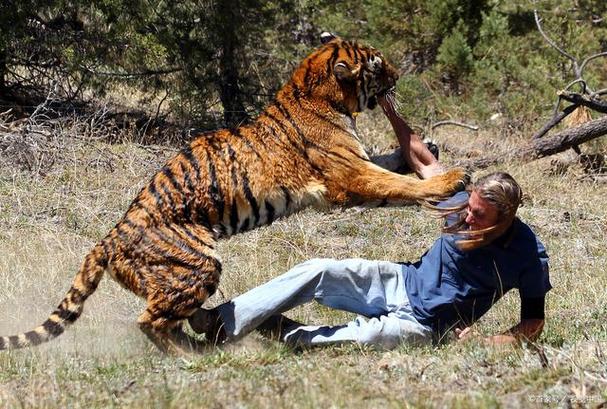 破财之迹象_梦见老虎伤人_梦见打老虎 枪坏了