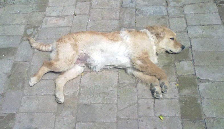 梦见把狗砍死_做梦梦见狗断头_事业贵人相助财运旺盛