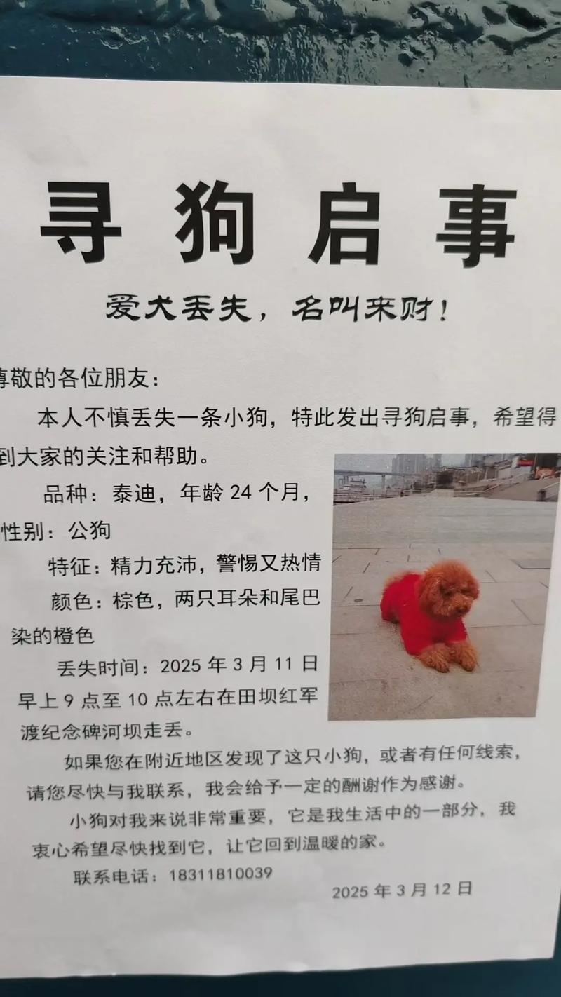 梦见狗的含义_梦见狗不见了到处找_梦见狗扑过来