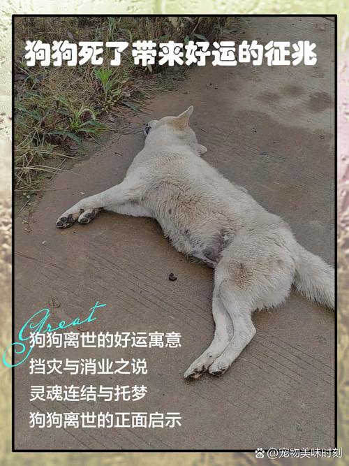 做梦梦见狗断头_梦见狗死了_财运丰厚事业良好
