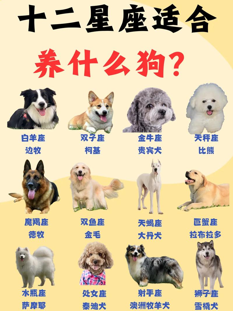 12生肖五行属性_什么属相的人适合养狗_什么属相适合养狗