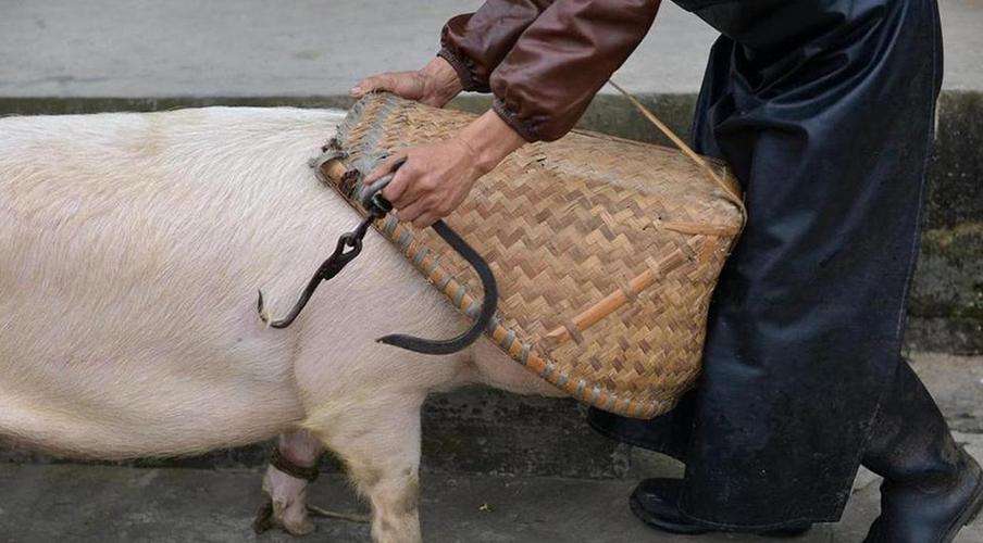 孕妇梦见杀猪分娩预兆_梦见杀猪分肉_孕妇梦见杀猪含义