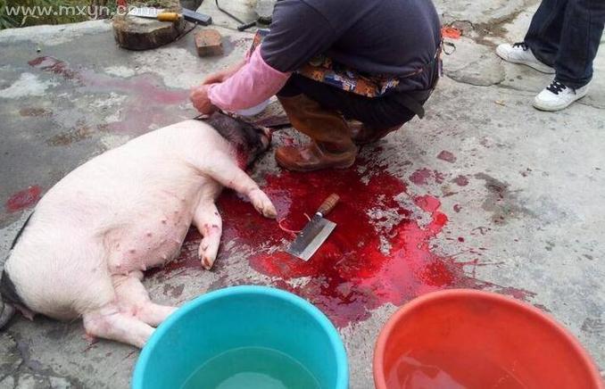 女人梦见杀猪分肉解释_梦见杀猪分肉预兆_梦见杀猪分肉