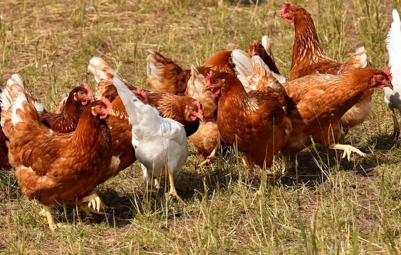 孕妇梦见一群鸡是什么意思_孕妇梦见一群野鸡_孕妇梦见公鸡生儿子预兆