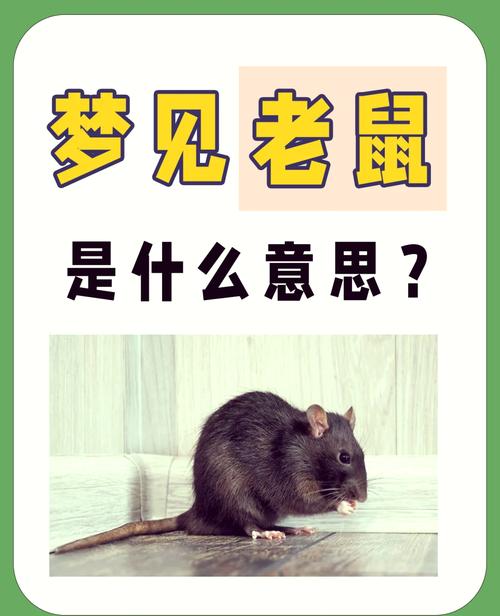 梦见老鼠_梦见老鼠赶不走解释_周公解梦老鼠赶不走含义
