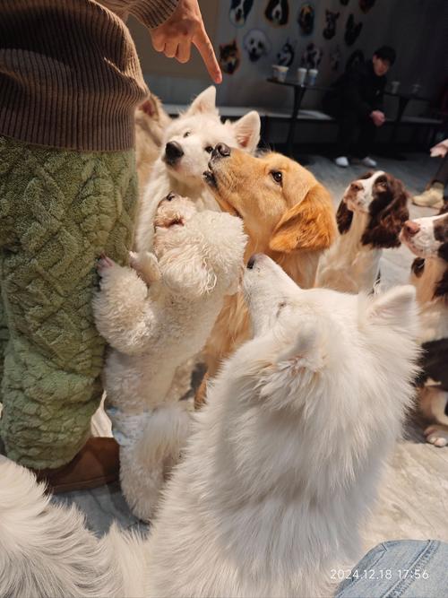 梦见一群可爱的小狗是什么意思_梦见一群可爱的小狗好不好_梦见可爱的小狗狗