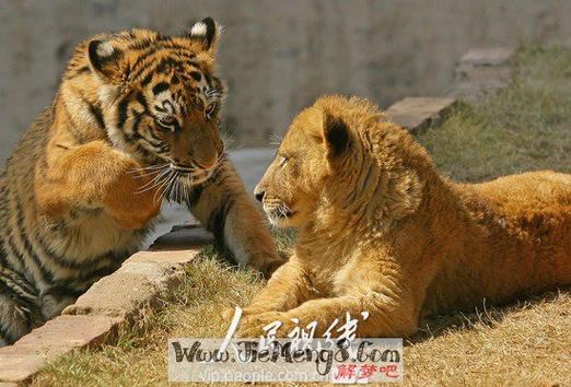 梦见老虎狮子攻击你战胜_梦见狮子老虎预示帮助_做梦梦见狮子老虎