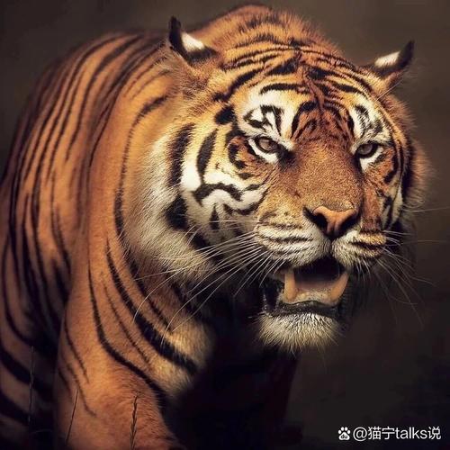 孕妇梦见大老虎是什么意思_做梦梦见狮子老虎_孕妇梦见老虎预示什么