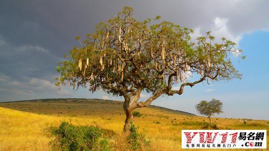 周公解梦 梦见收礼_梦见树干树枝意义_梦见树木寓意解析