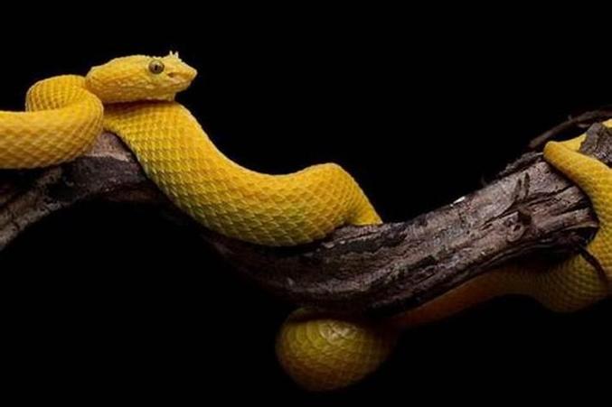 孕妇梦见死了好多人_孕妇梦见死黄蛇预示_梦见死黄蛇寓意