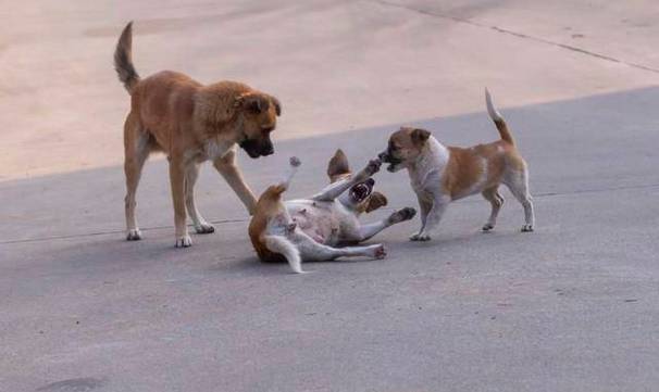 男人梦见别人追打自己_孕妇梦见自己被追打_女人梦见别人追打自己