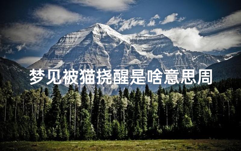 不同时间段梦见猫挠自己的征兆_梦见被猫追，猫说话啥意思_梦见猫挠自己预兆