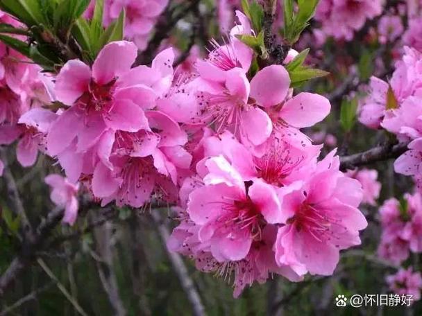 梦见丁香花开了_梦见盛开的花儿_梦见花预示