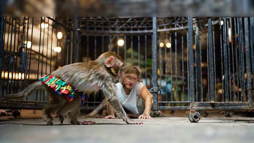 梦见孙悟空是什么意思_梦见孙悟空好不好_梦见孙悟空打妖怪