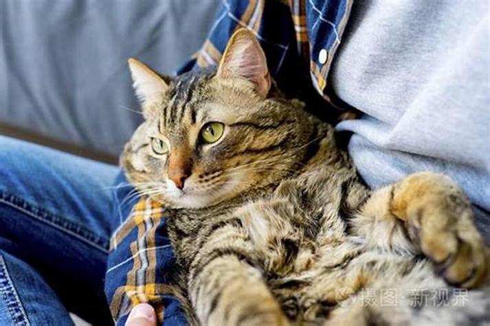 女人梦见猫来家里叫然后赶走自我提升_梦见被猫追,猫说话啥意思_梦见猫来家里叫然后赶走预示烦恼暂时