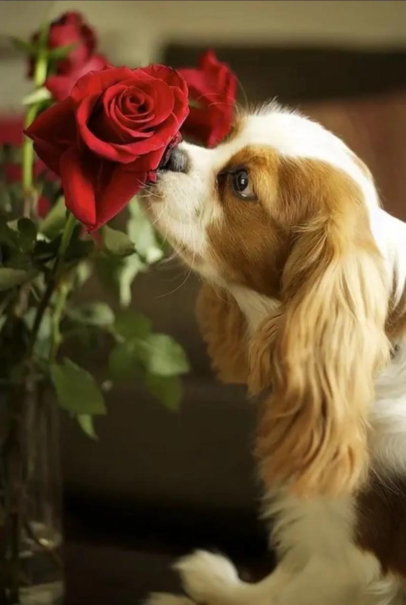 梦见给小狗喂食_梦见一只小狗好不好_梦见一只小狗是什么意思