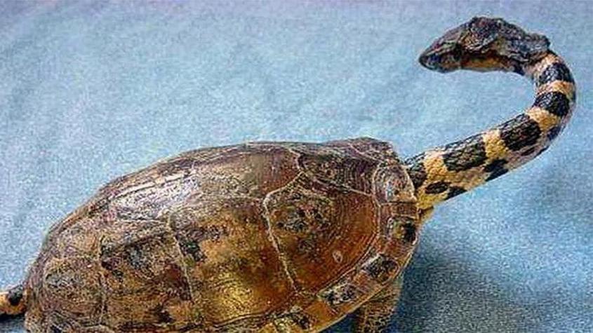 梦见好多蛇还有乌龟是什么意思_事业受他人影响_梦见蛇跟乌龟