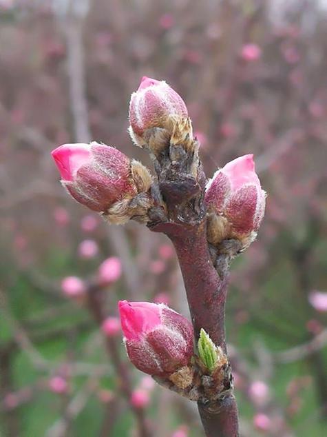 财运与他人纠葛_梦见百花齐放_梦见含苞待放花朵