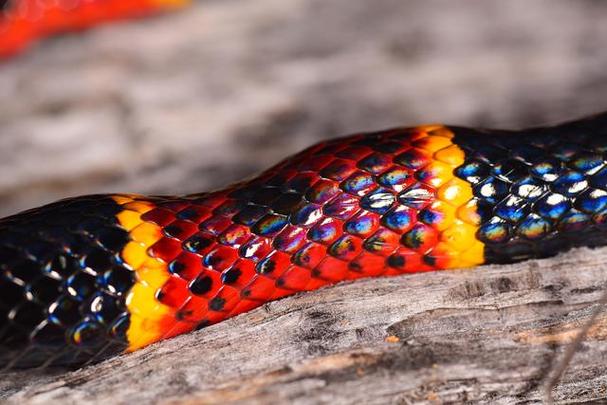 梦见彩色是什么意思_梦见抓到鸟_彩色梦境心理学解析