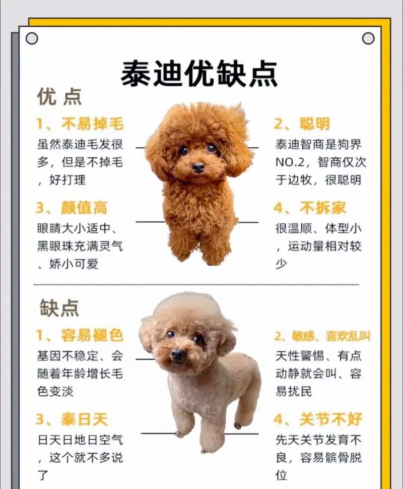 泰迪犬如何快速认主人 美食诱惑法 专属互动时光绝招_泰迪犬认主技巧 狗语者养成 独特气味标记训练_泰迪狗起名